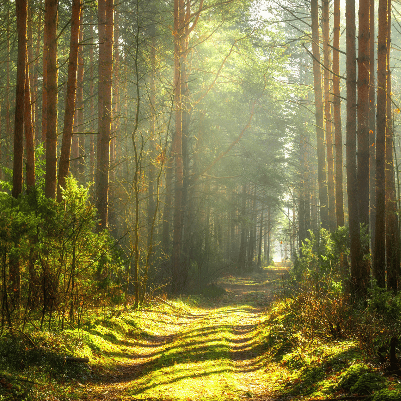 Echilibrului ecologic